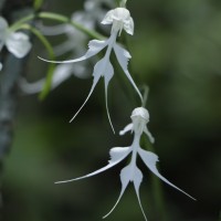 Habenaria crinifera Lindl.